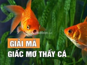 mơ thấy cá vàng